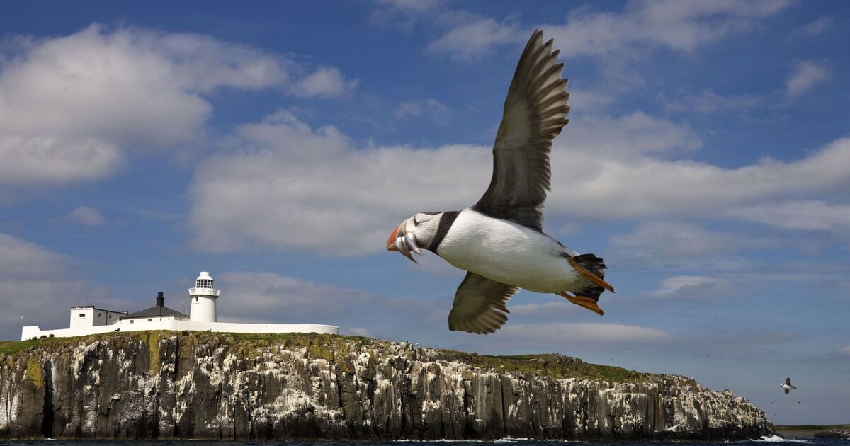 Beautiful UK islands have puffins, seals and dives to dozens of shipwrecks on seabed