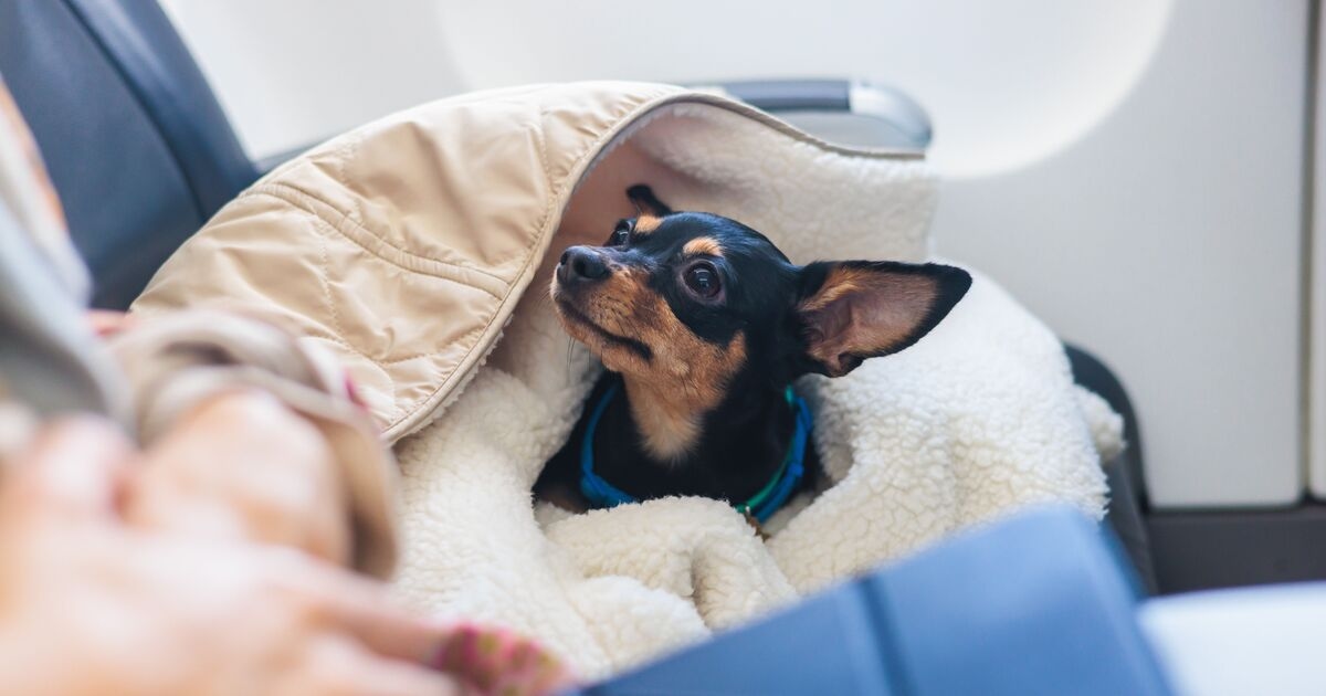 Llevar mascotas a Europa pronto podría ser más fácil con una posible reversión de las reglas del Brexit