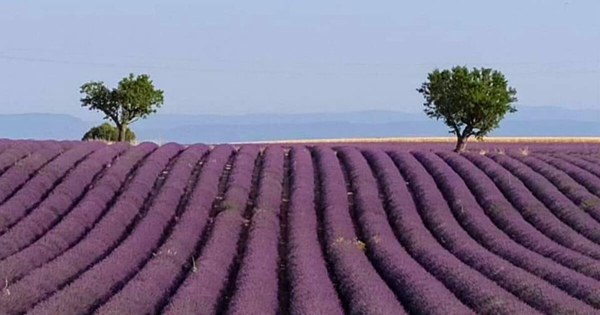 The beautiful medieval town in Spain that is just like Tuscany with lavender fields