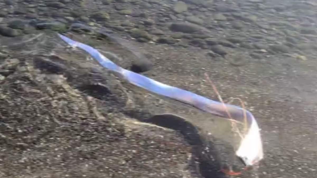 Angstaanjagende 'doomsday'-vis gevonden op strand op Canarische Eilanden zorgt voor angst voor ramp