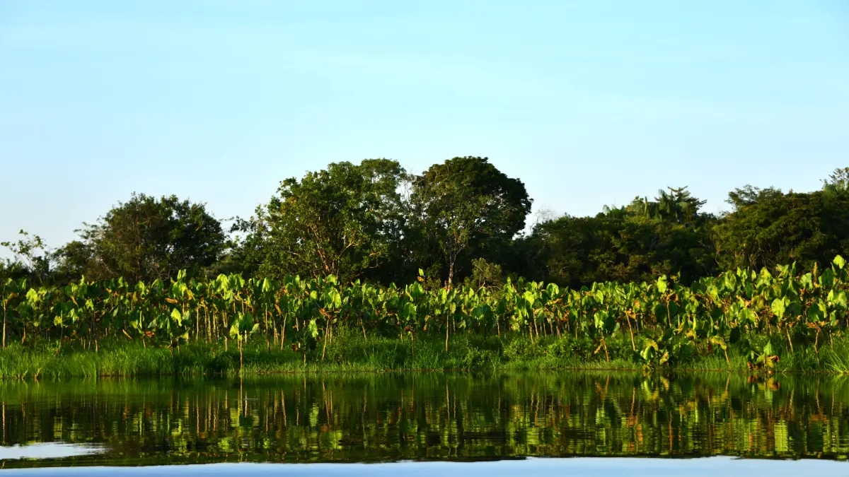 Tourism is holding up in Guaviare despite the escalation of the armed conflict: this is what industry guides say.