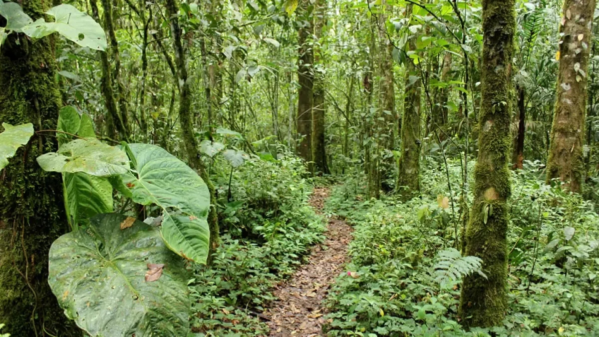 Pensando em explorar a biodiversidade da Colômbia? Três Parques Nacionais ideais para ecoturismo.