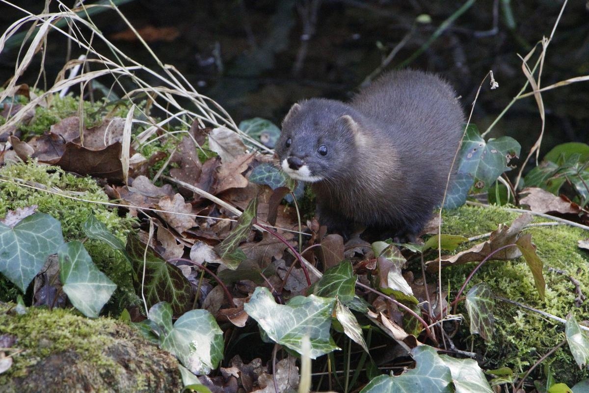 Calviac-en-Périgord: Europejski Festiwal Norek powraca do Rezerwatu Zoologicznego