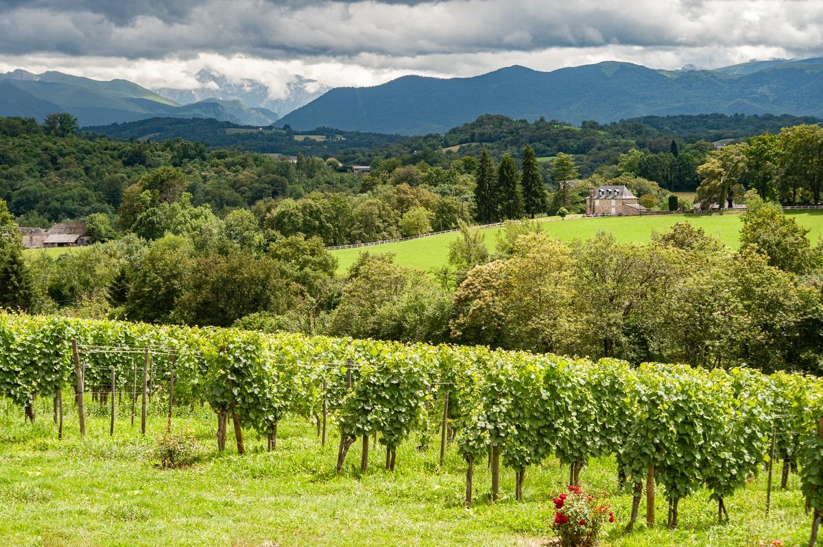 Holidays in Béarn: where to taste Jurançon, a wine from a land blessed by the gods?