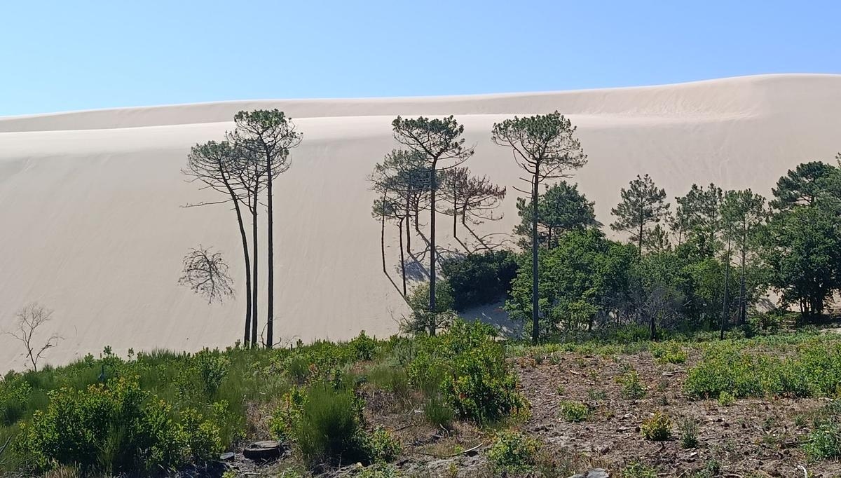 Bahía de Arcachon: la duna de Pilat, un monumento de arena en perpetuo movimiento desde hace miles de años