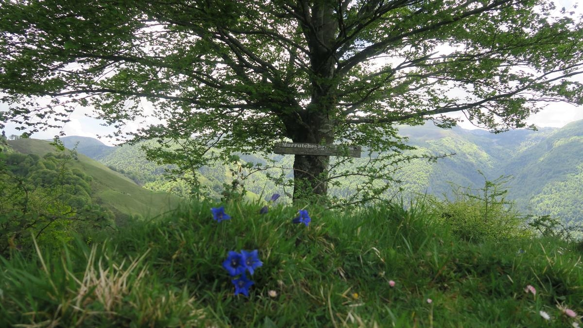 Summer hike in the Basque Country: this week, a trip to Mürrütxegaine