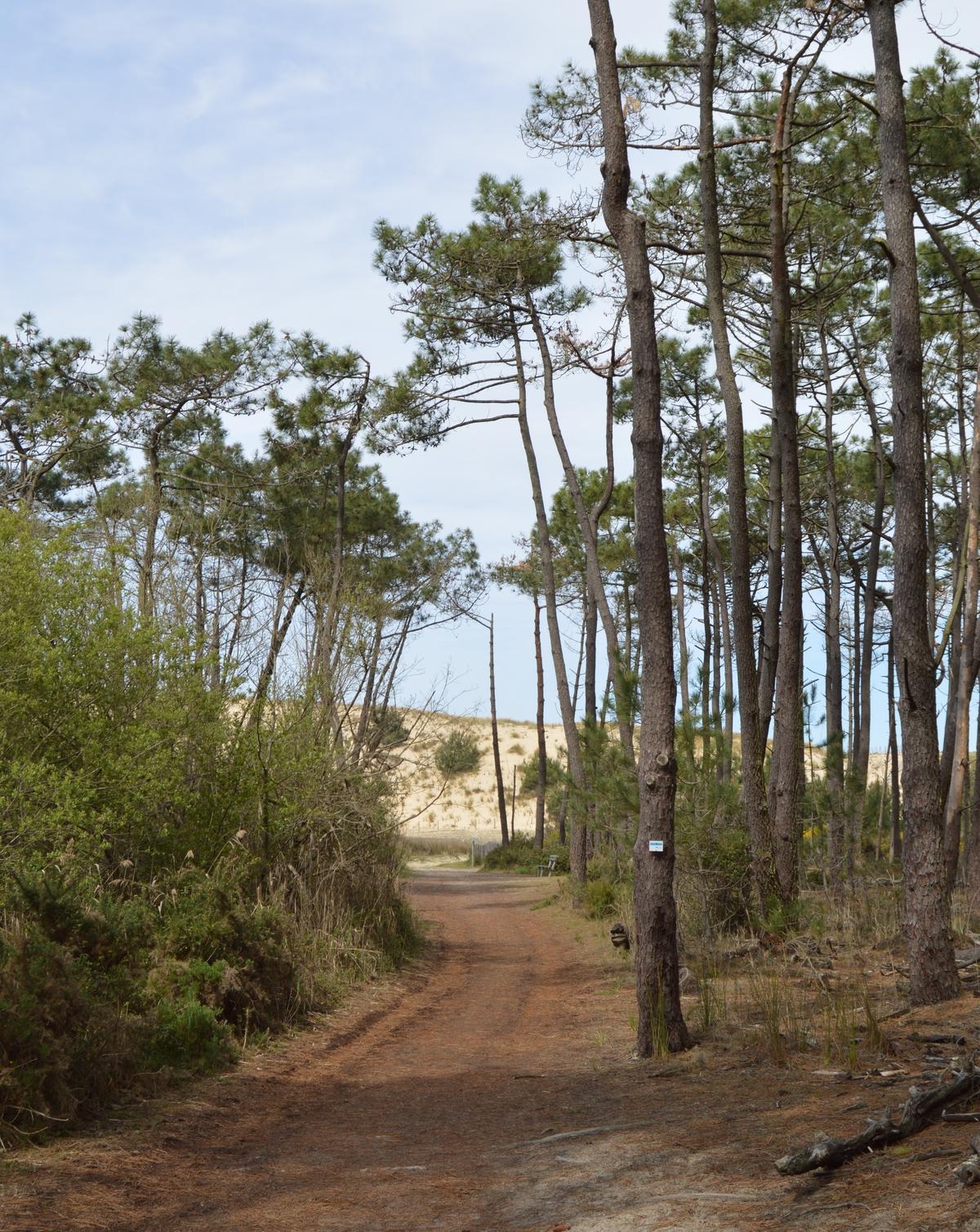 Mimizan: a hike to reconnect between forest, dunes and ocean