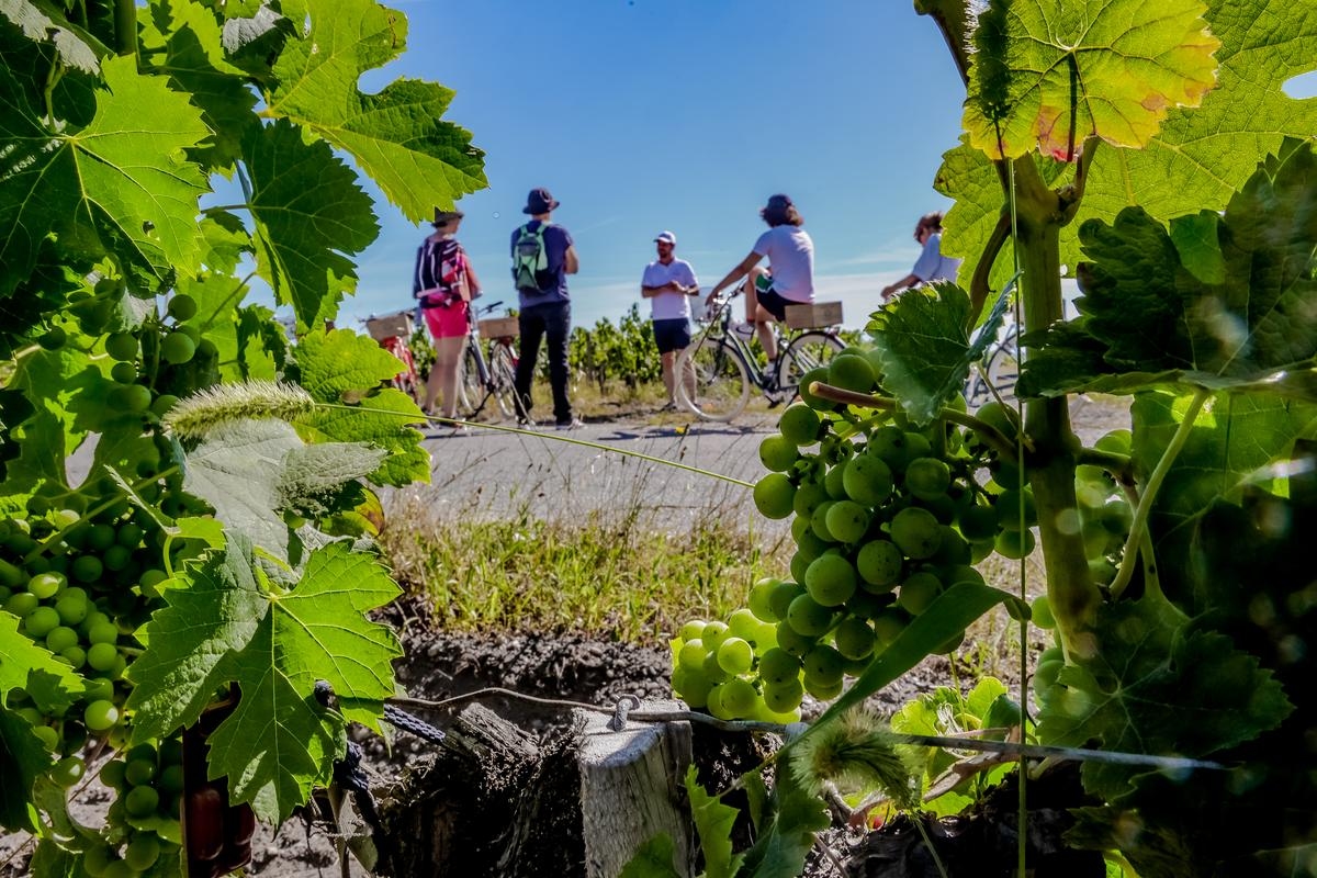 "Yurt dışında çok düzenli ve teşvik ediliyor": Bordeaux bölgesinde de şarap turizmini daha iyi geliştirmek için mevzuat çıkarılmalı mı?