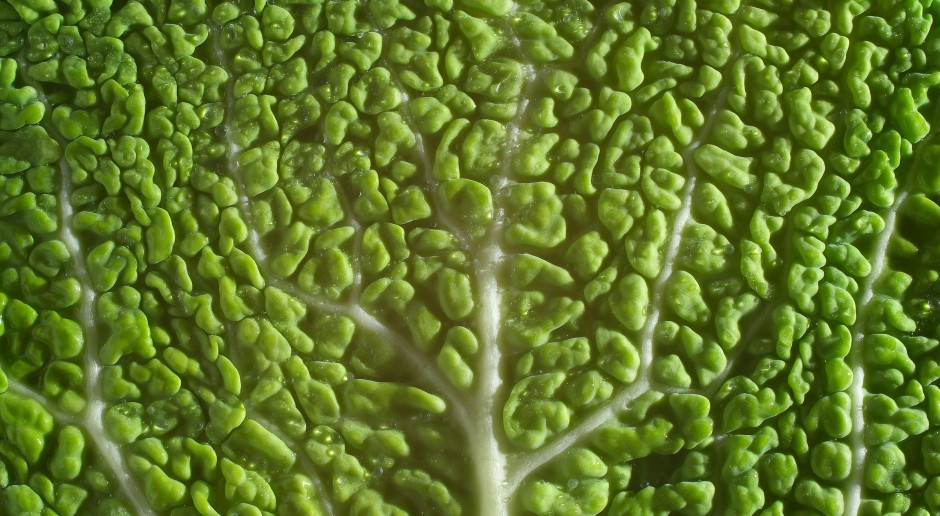 La révolution dans l'assiette ! Les scientifiques sont convaincus : changer son alimentation pourrait sauver des millions de vies et la planète.