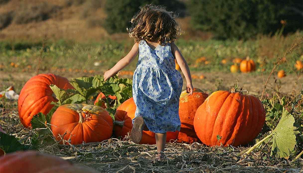 Herbst 2025 im Pumpkin Patch Tulipania, Italiens malerischstem Kürbisfeld.