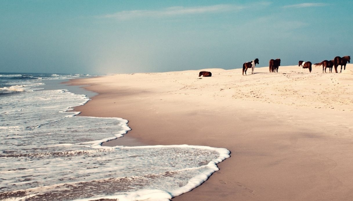 Assateague, zaczarowana wyspa, na której dzikie konie galopują między morzem, wydmami i legendami