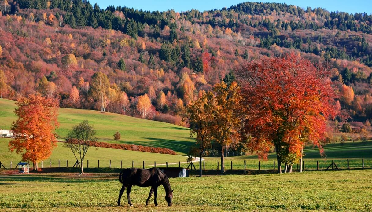 Cansiglio: un oceano di colori e silenzi nella foresta nel cuore del Veneto