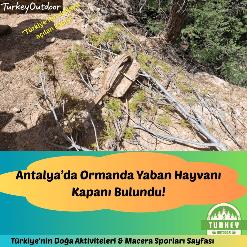 Wanderer aufgepasst! Wildtierfalle auf der Waldstraße in Antalya!