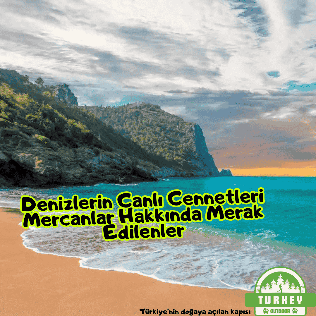 Denizlerin Canlı Cennetleri Mercanlar Hakkında Merak Edilenler