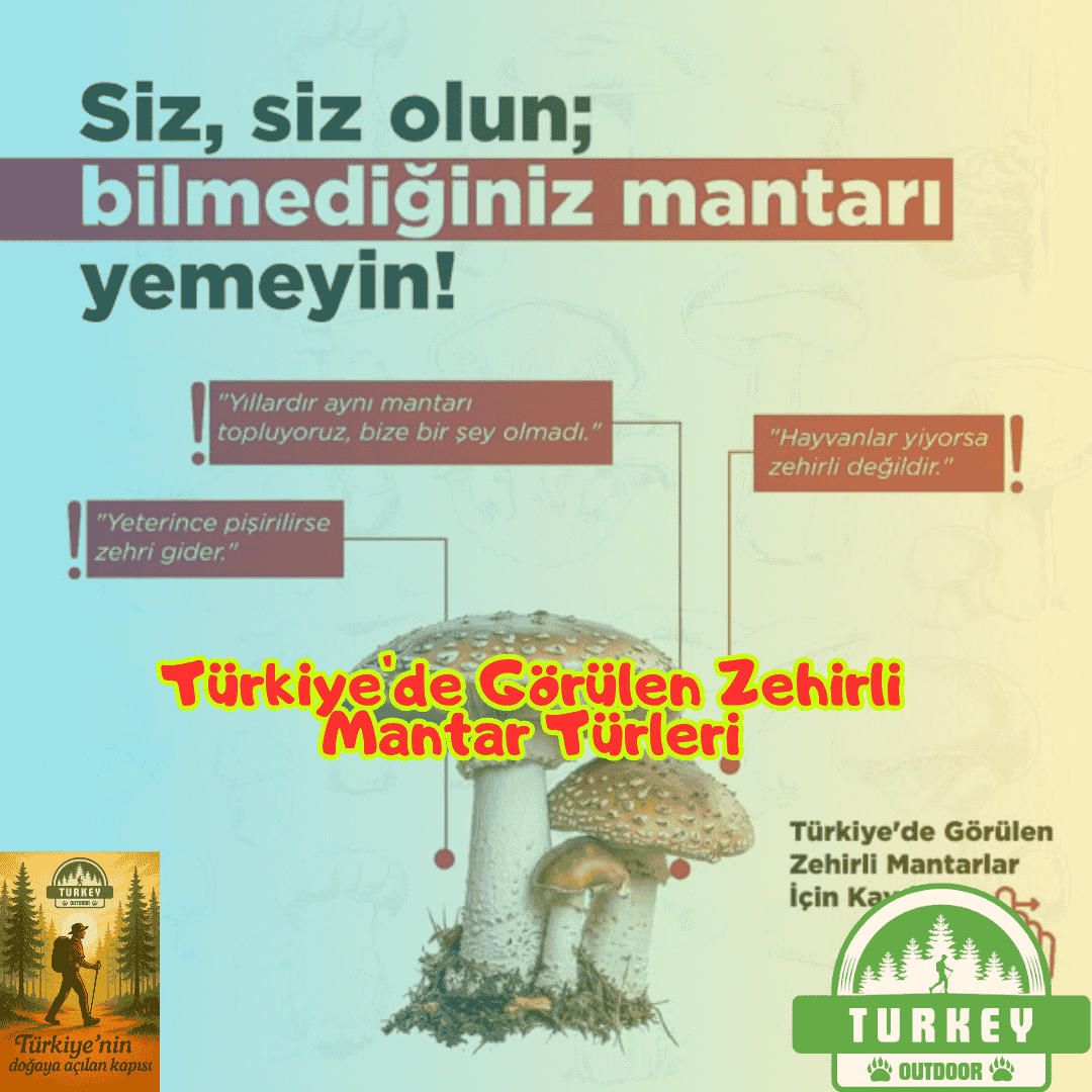 Especies de hongos venenosos encontradas en Turquía