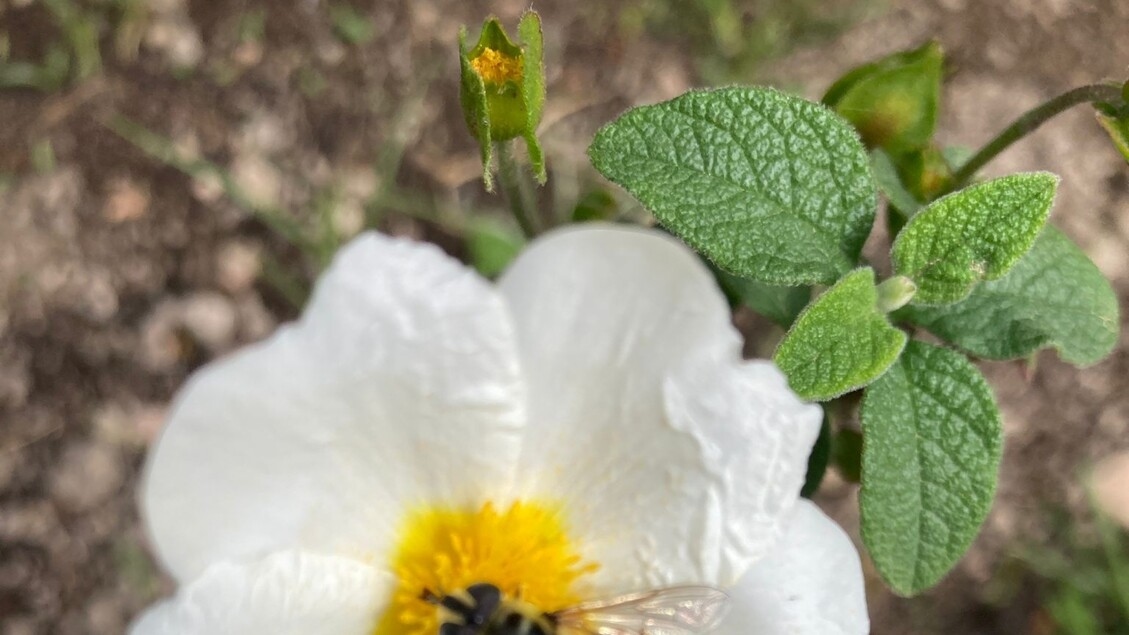 In Bosco Capodimonte laboratori di apicoltura per più piccoli