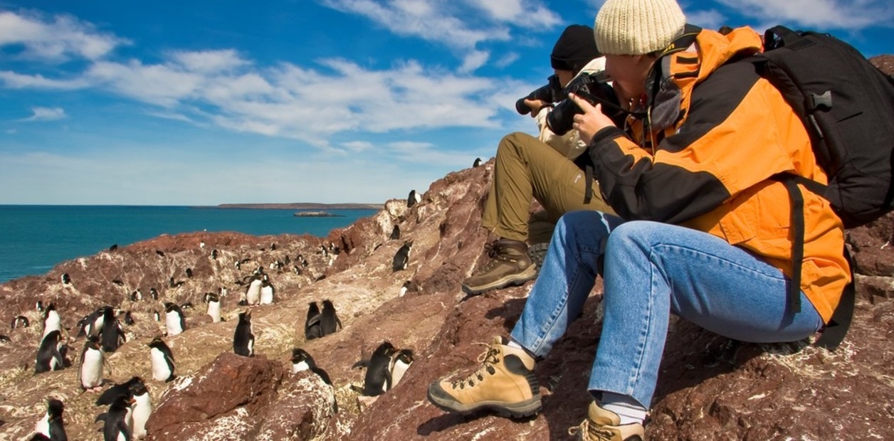 A borboleta 88, o tamanduá amigável, flamingos e orcas caçando presas: onde e quando ver a incrível vida selvagem da Argentina.
