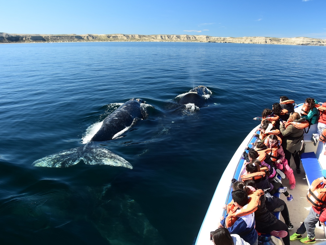 Quando começa a temporada de observação de baleias em Puerto Madryn e os preços das excursões de férias de inverno?