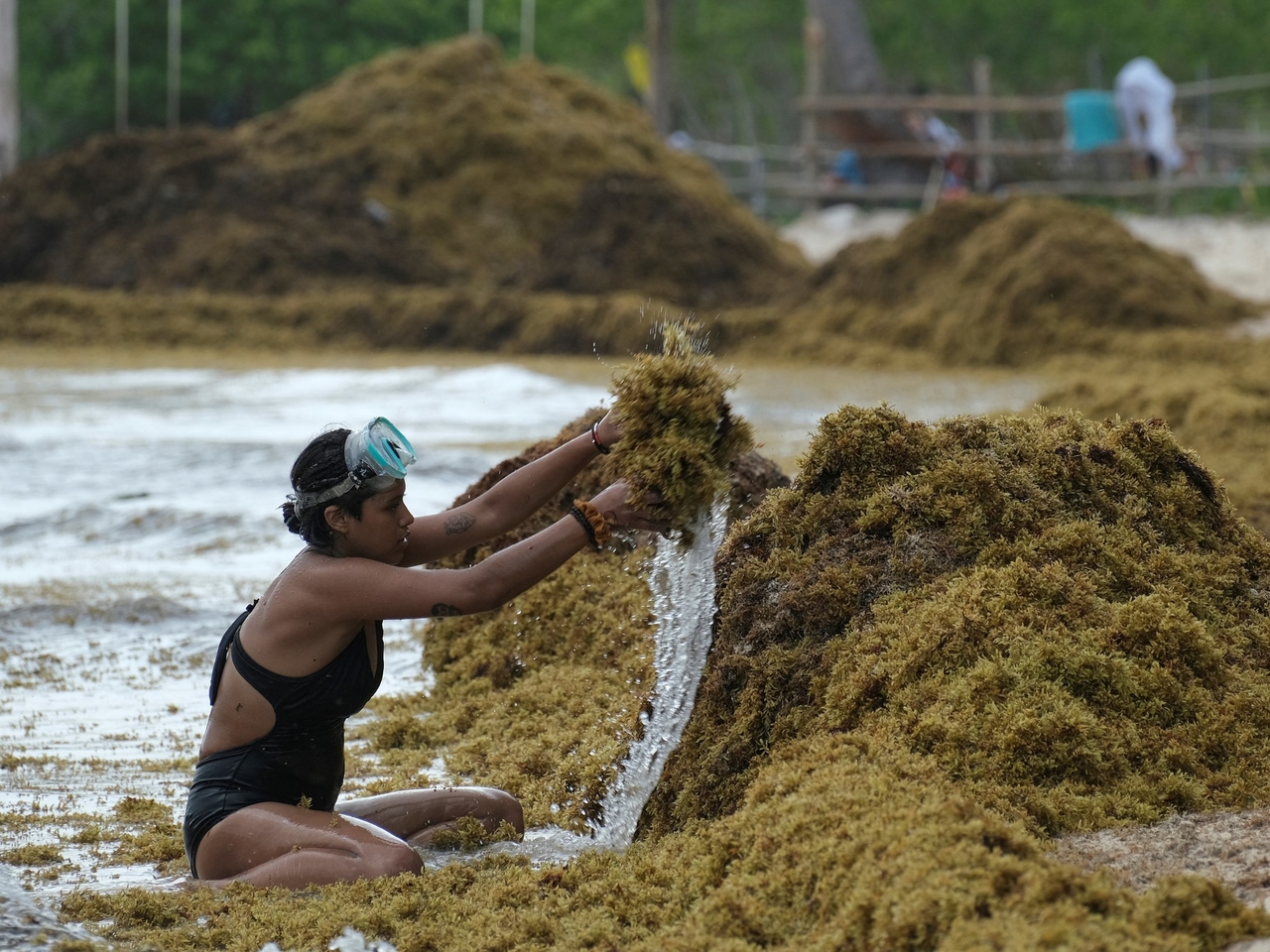 Alert on Caribbean beaches due to sargassum, which is already a record in 2025.