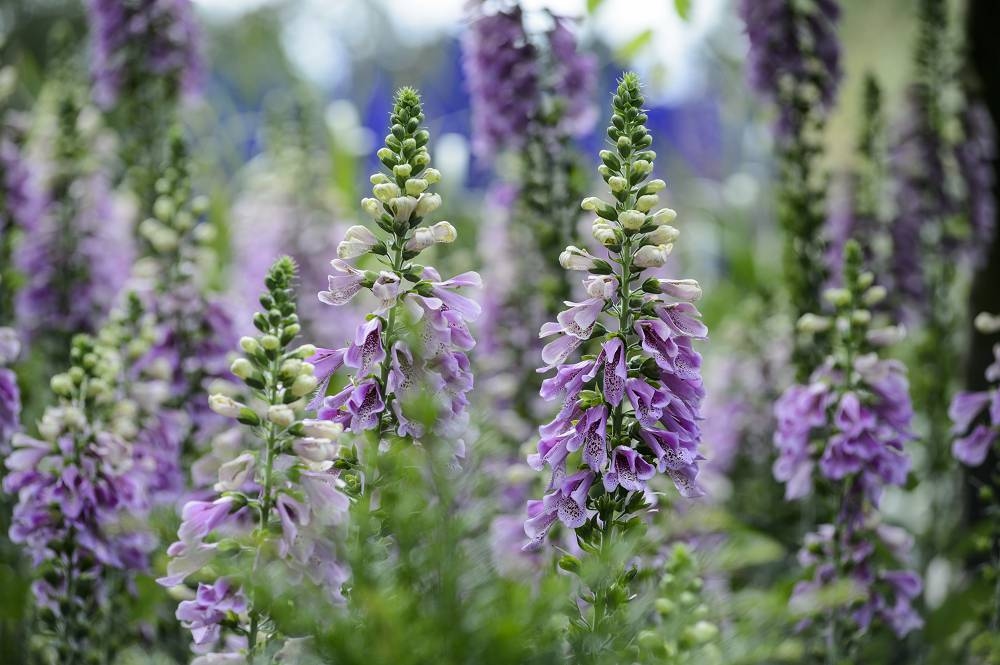 Estas son nuestras 8 flores favoritas para sembrar en julio