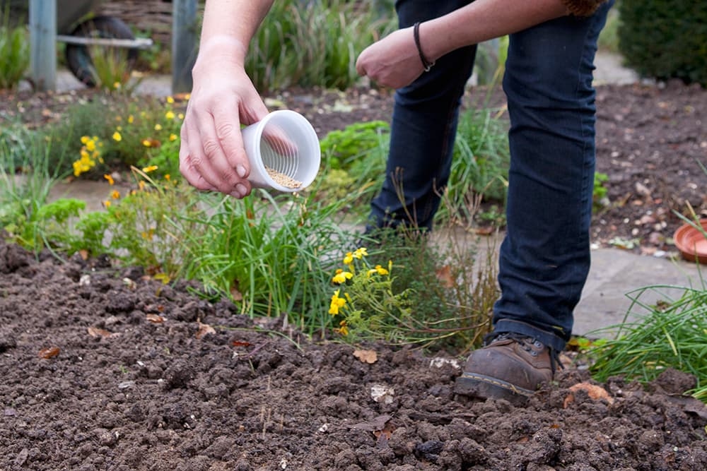 Gründüngung im Gemüsegarten säen: So geht's