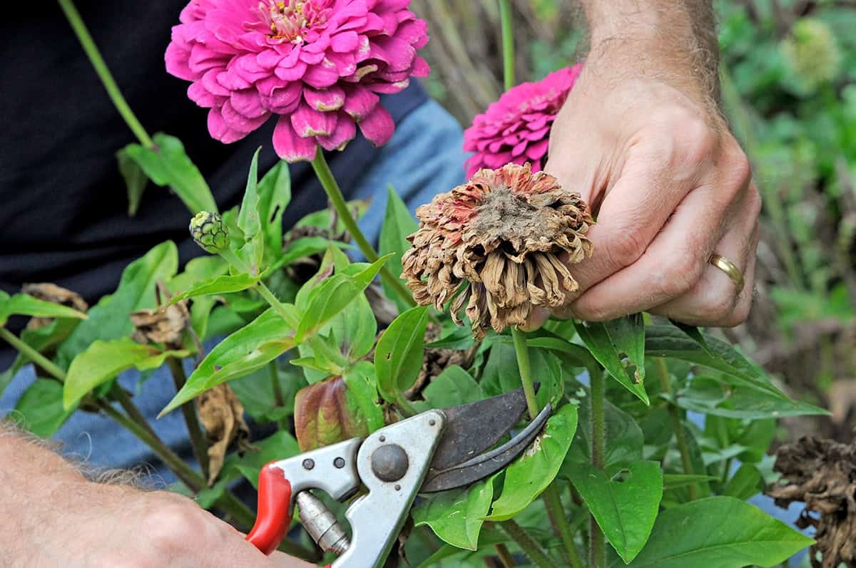 ¿Flores marchitas? Córtalas por estas 6 razones