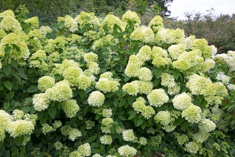 Enfermedades y problemas de las hortensias: qué puedes hacer al respecto