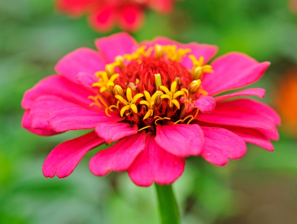 9 flores fantásticas para sembrar en junio