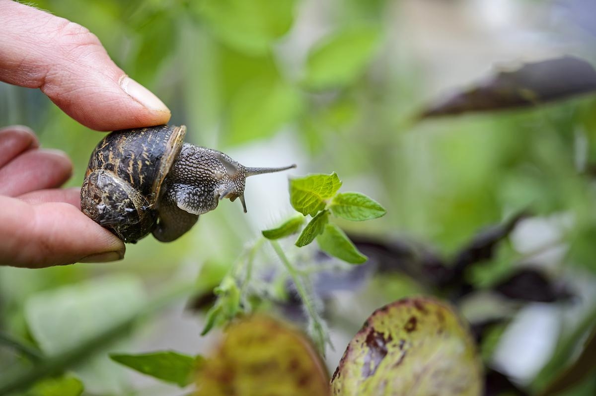Combating snails without poison: 8 tips that work