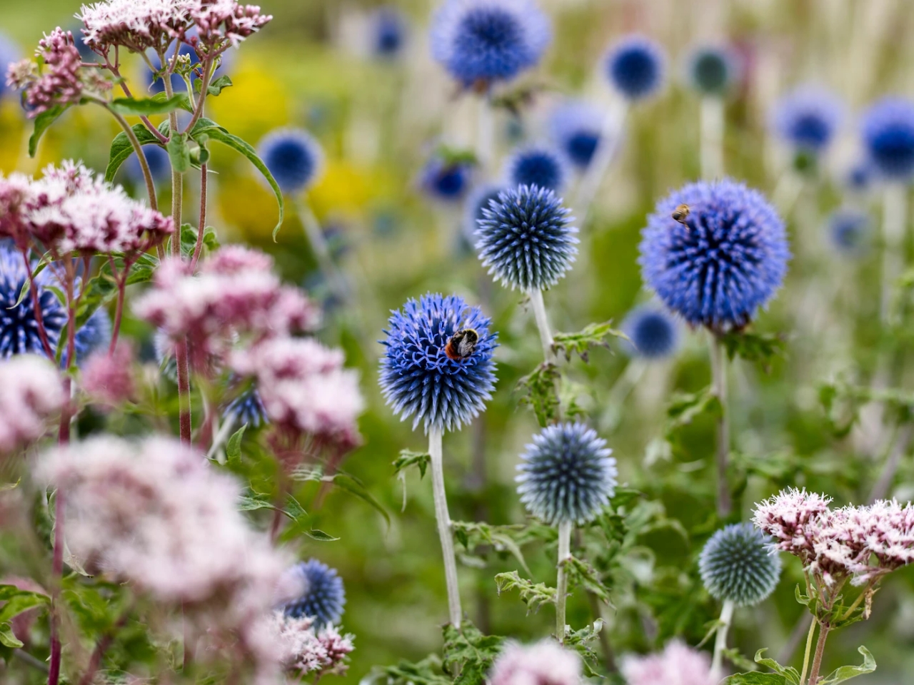 De férias? Estas 12 plantas de jardim podem sobreviver duas semanas sem água