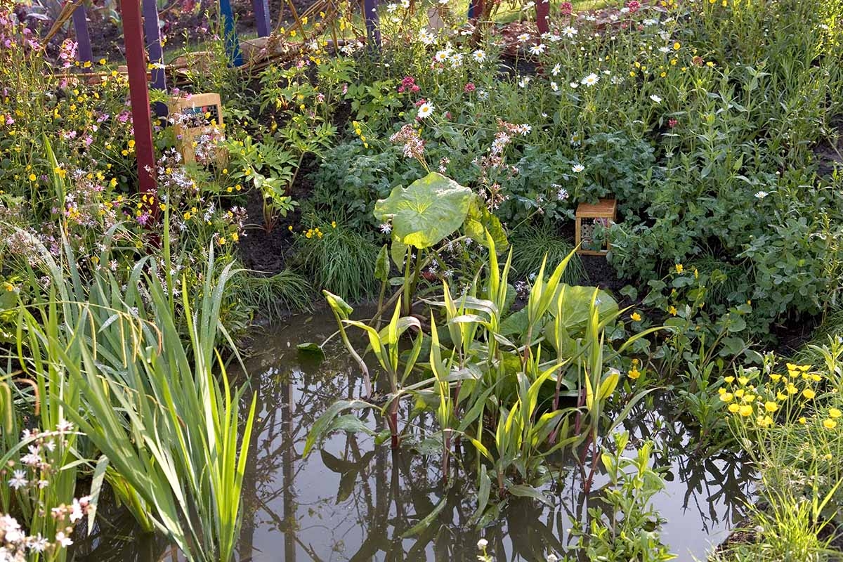 13 cosas que hacer en el jardín a principios de junio