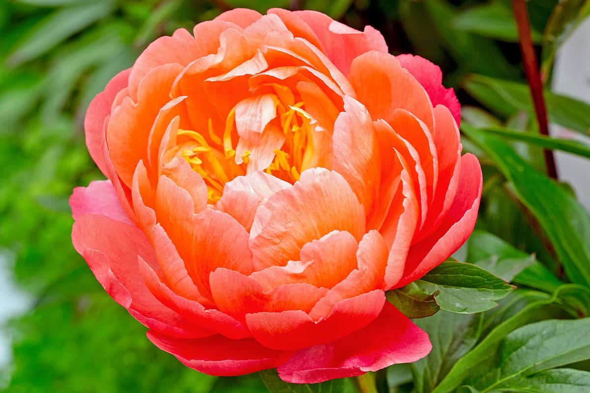 Recolecta tu propio jardín en junio: 7 flores principales para recolectar este mes