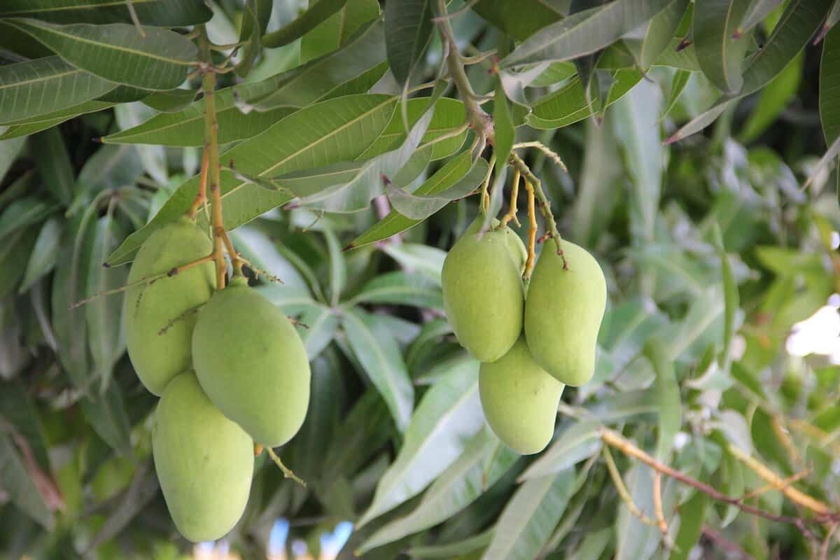 Cómo plantar un hueso de mango: aquí te explicamos cómo hacerlo paso a paso