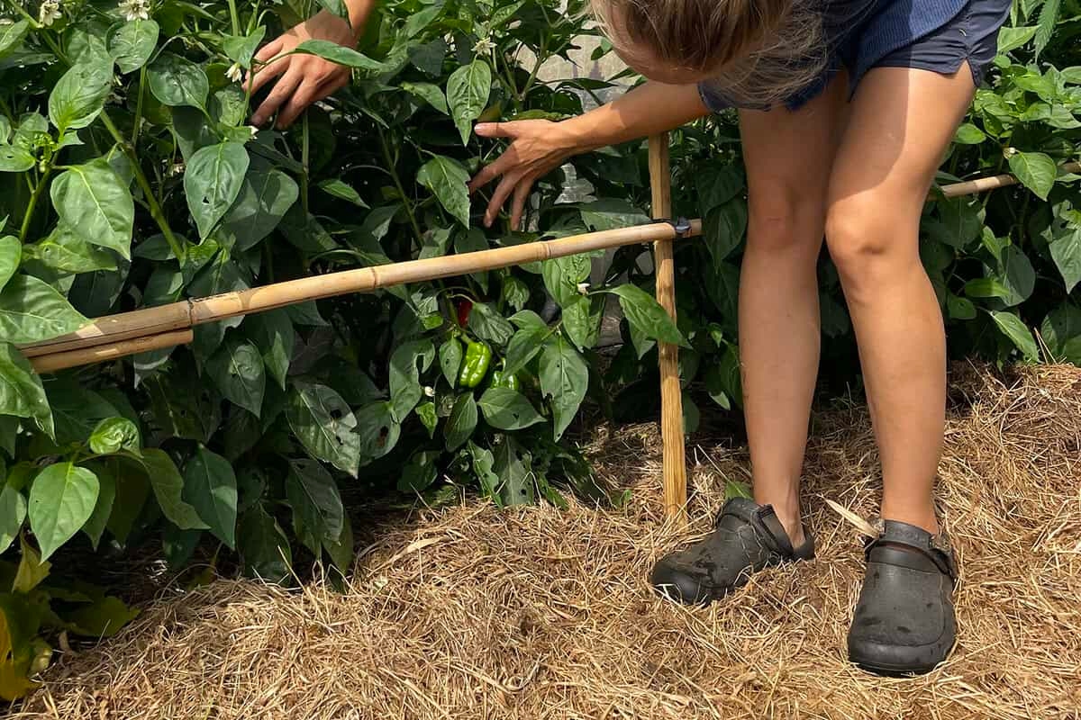 Drought in the (vegetable) garden? This is what you need to try