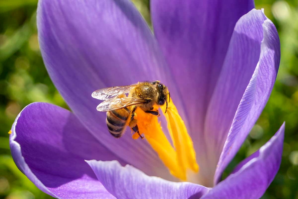 Inspiracje na cebulki kwiatowe: 5 najpiękniejszych kwiatów kwitnących wiosną