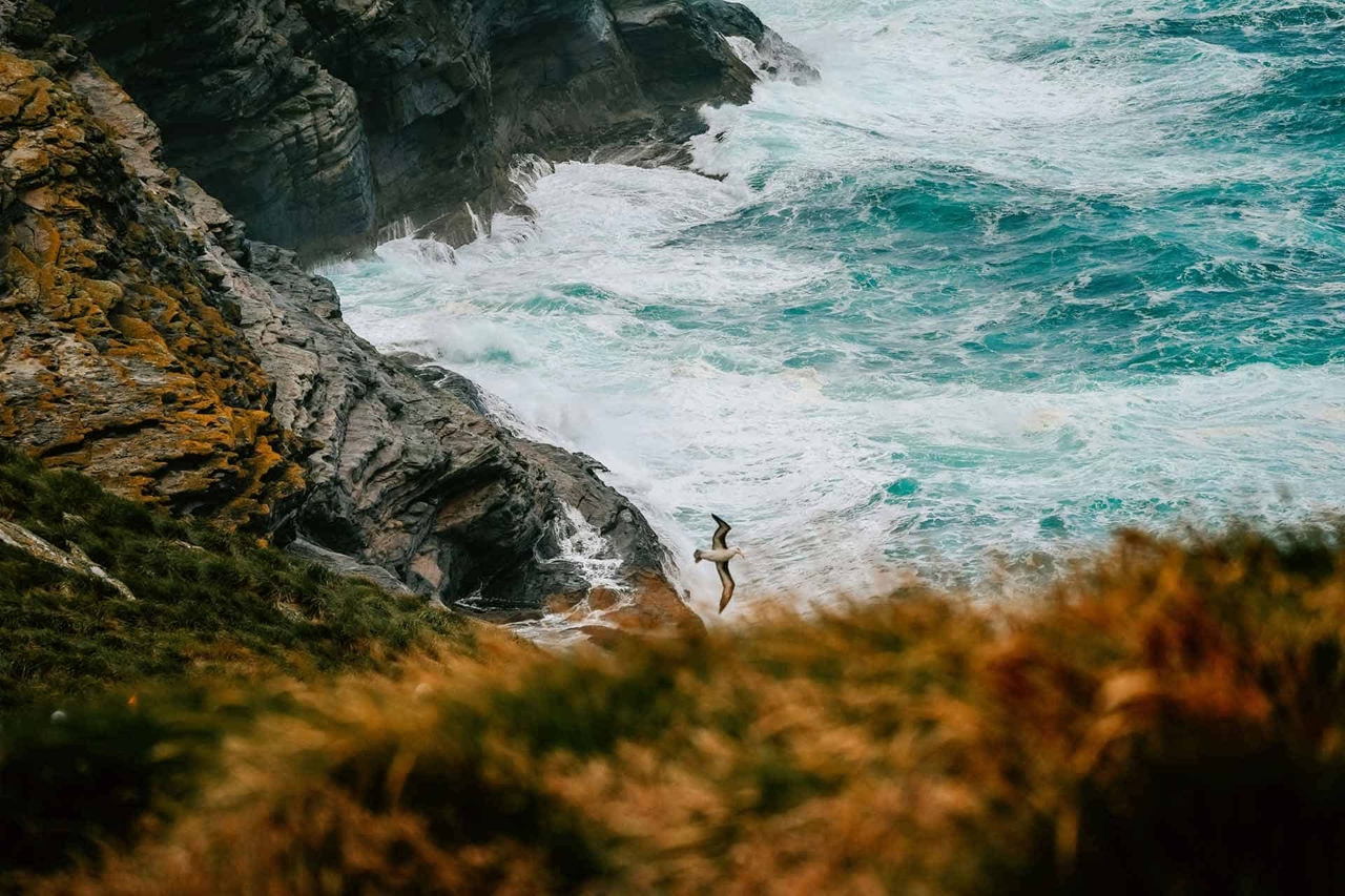About King Haakon Bay, South Georgia Island (2025 Guide)