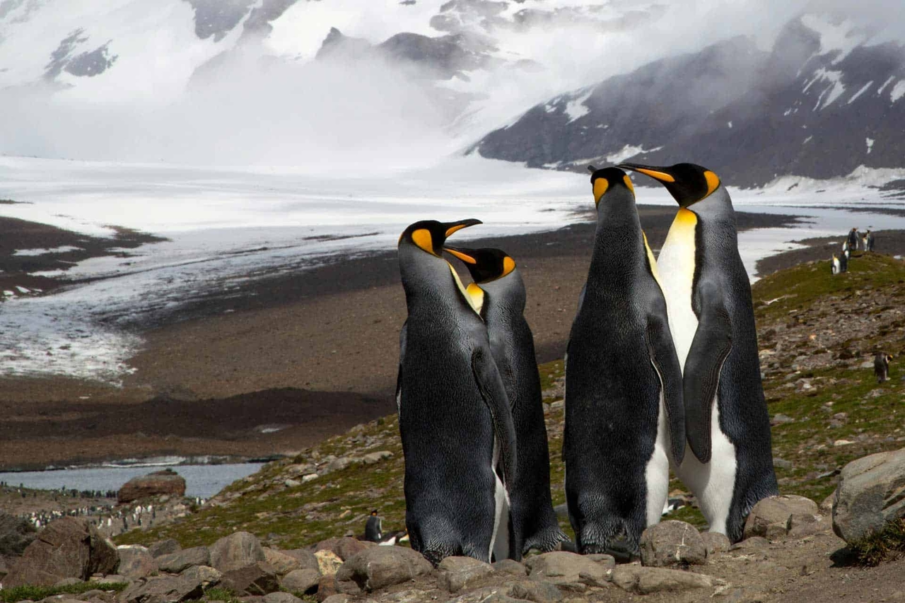 Guide de la plaine de Salisbury, Géorgie du Sud (2025)