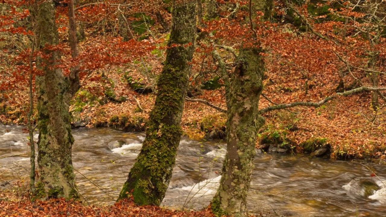 Un itinéraire de randonnée à une heure de Madrid qui semble tout droit sorti d'un conte de fées : il traverse des forêts anciennes et abrite des animaux uniques.