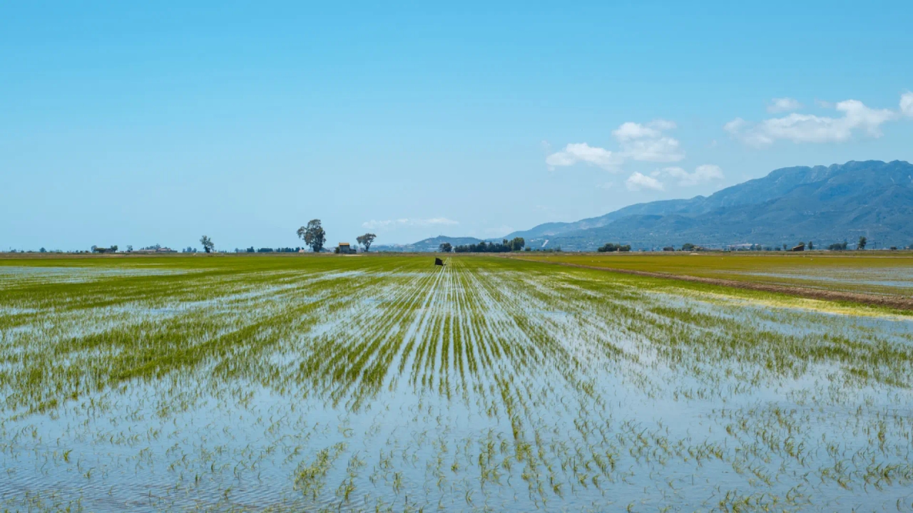 De los arrozales al viñedo: paisajes llenos de sabor en el Delta del Ebro