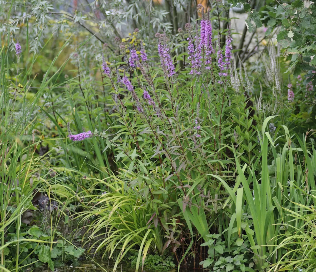 Dies sind 7 günstige (und schöne) Gartenpflanzen