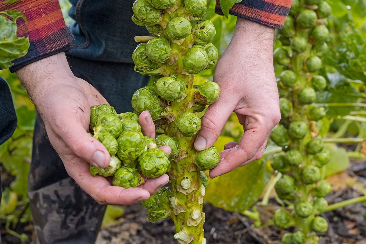 A horta em novembro: eis o que você pode fazer