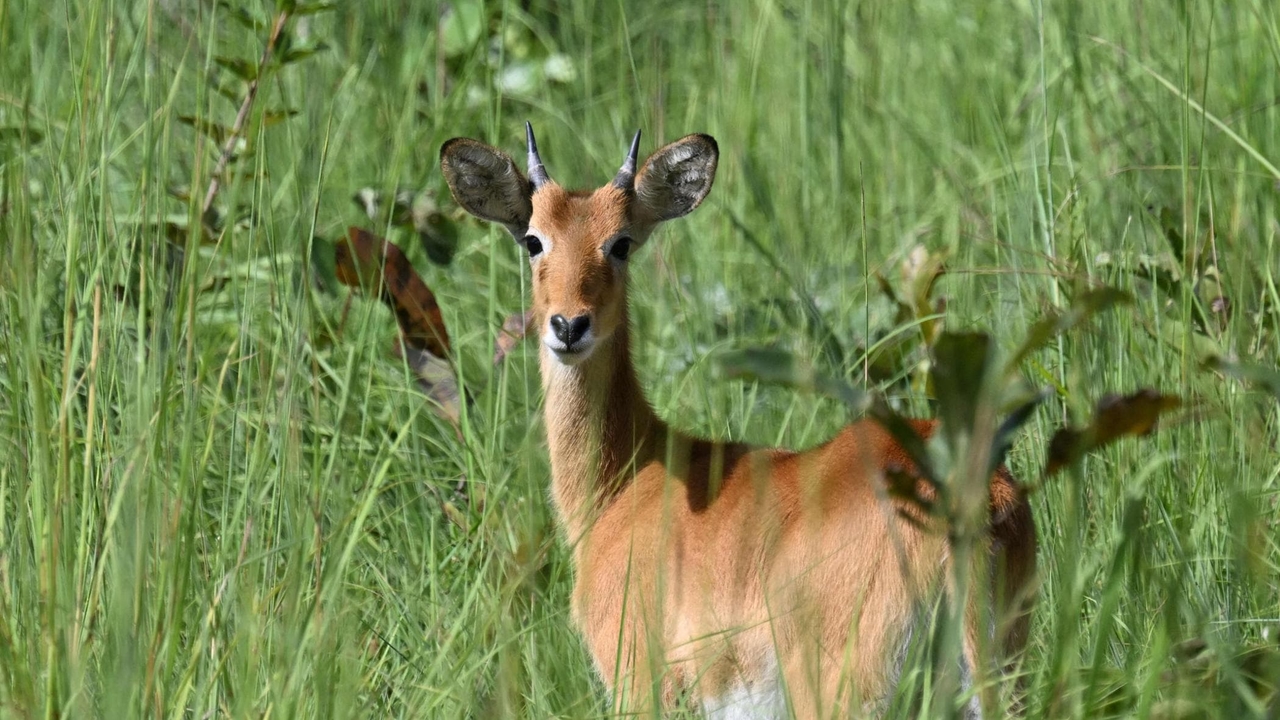 Elfenbeinküste. Das Leid des Comoé-Nationalparks, eines Schutzgebietes, das Wilderern und dem Goldrausch zum Opfer fiel.