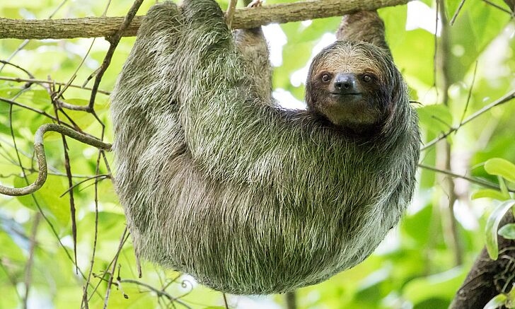Kosta Rika: Büyüleyici yaban hayatı izleme için sekiz yer